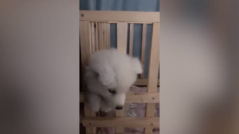 A dog that can't get out