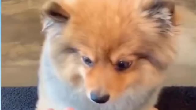 Funny Dog Reaction! | Funny Animal Videos | Funny Reaction Videos