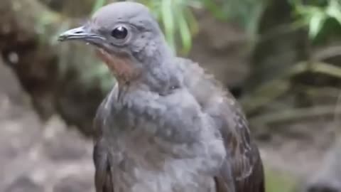 Nature Beauty, Sweet and cute birds