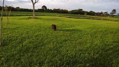 Capivara fazendo caminhada no parque