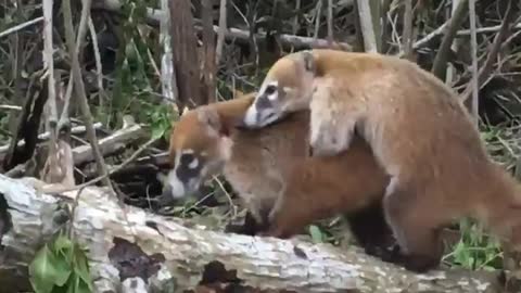 Coatis make love too !!!