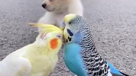 Omg cute little dog & Cock