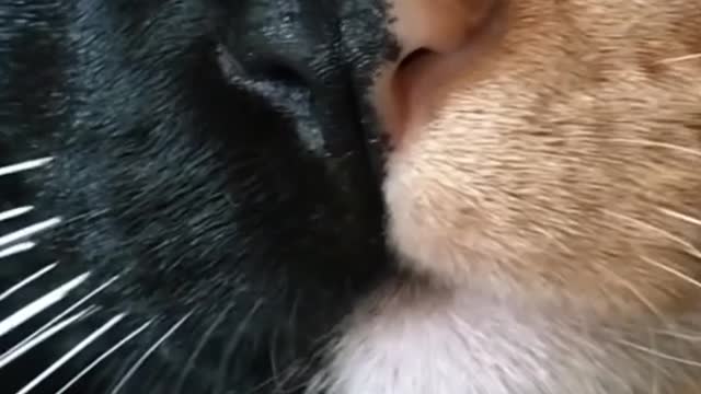 Beautiful cat