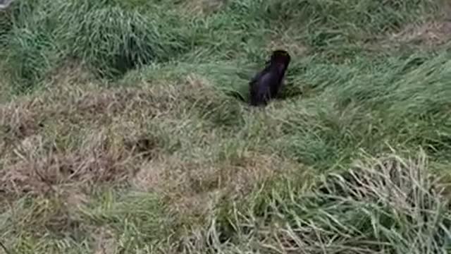 Helping a Baby Seal Find its Way Back Home