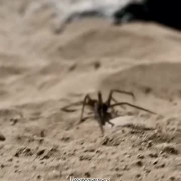 This Spider Crawled on a Man's Body.#shorts