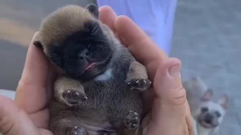 Different Types Dogs In Their Cute Moments In Daily Life With Their Owners