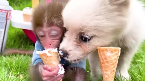 Monkey Baby Bon Bon brush his teeth in the toilet and playing with the puppy on the farm