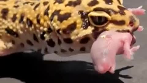 amazing animal video