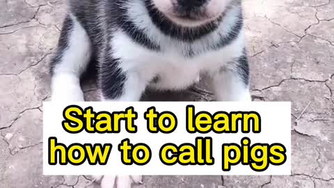 Huskies learn how to call pigs