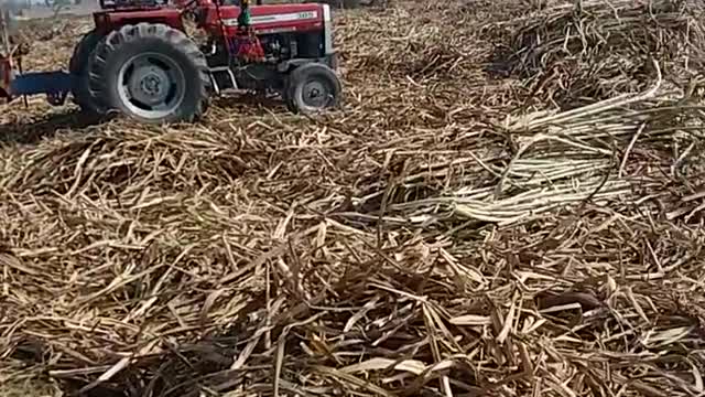 tour in my village sugar cane cuting