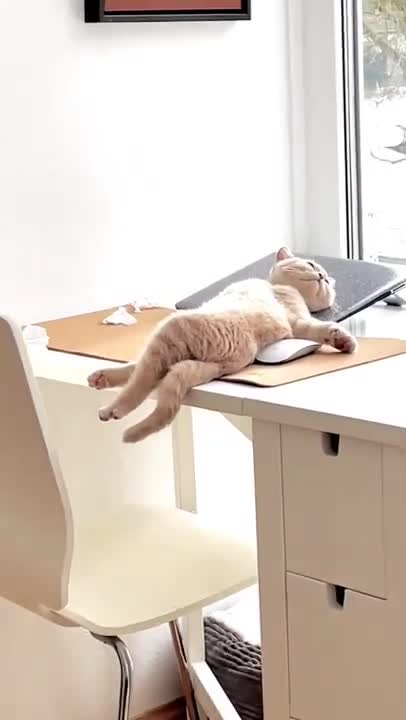 cute cat shorts❤#cat #cat #cutecat