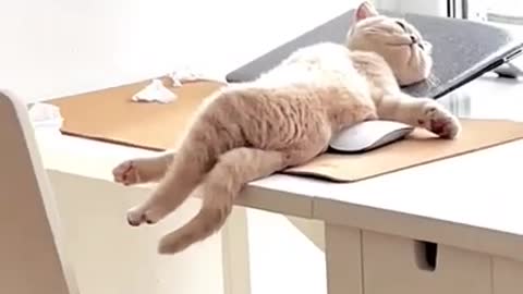 cute cat shorts❤#cat #cat #cutecat