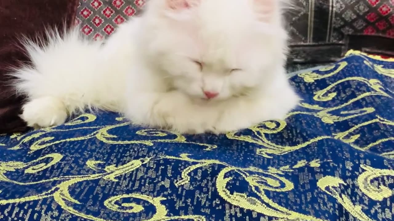 The cat cleans her hands