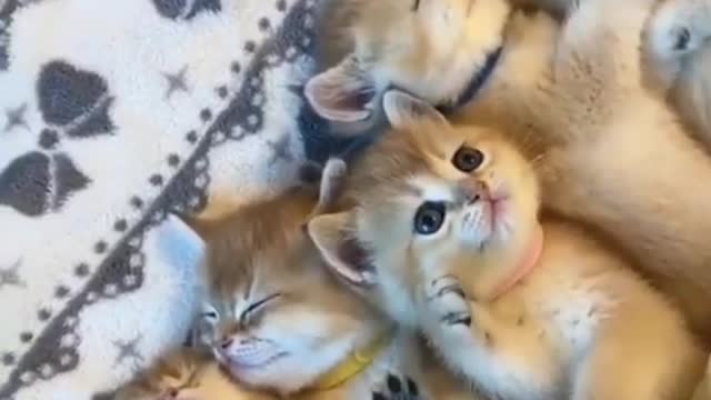 Cute Cats Funny Videos Compilation 2021