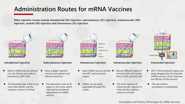 mRNA Vaccine Platform