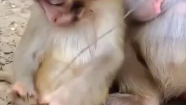 Some monkey funny video