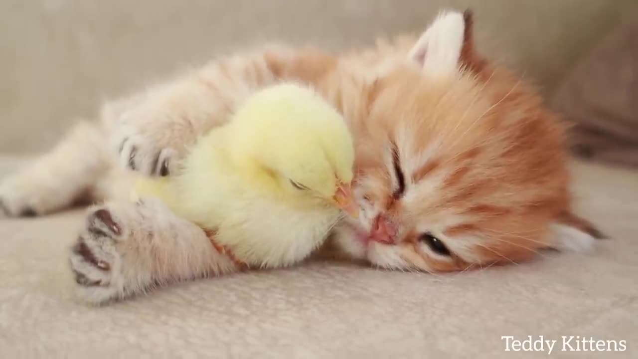 Un chaton dort avec un petit poulet