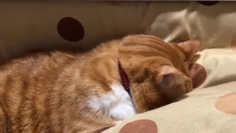 Cat sleeping in face down