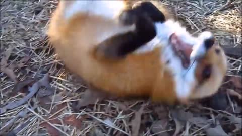 Adorable Fox Pups Playing.......