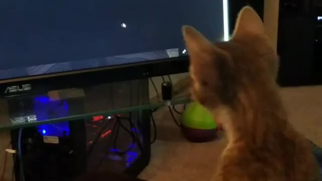 Kitten totally hypnotized by mouse pointer