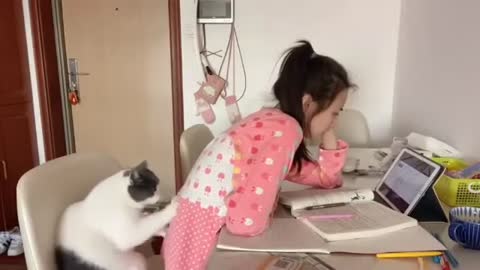 Funny Cat Massaging Its Owner