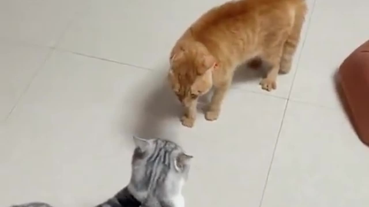 2023 Funniest Cat Videos You'll Laugh So Hard You'll Cry
