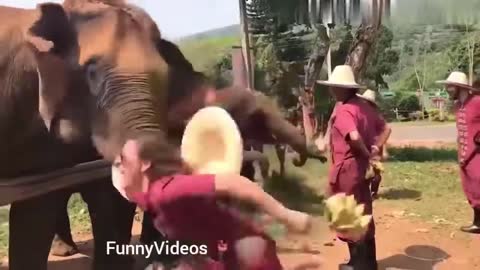 girl tries to make photo with elephant gone wrong!