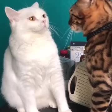 Fighting with animals to animals