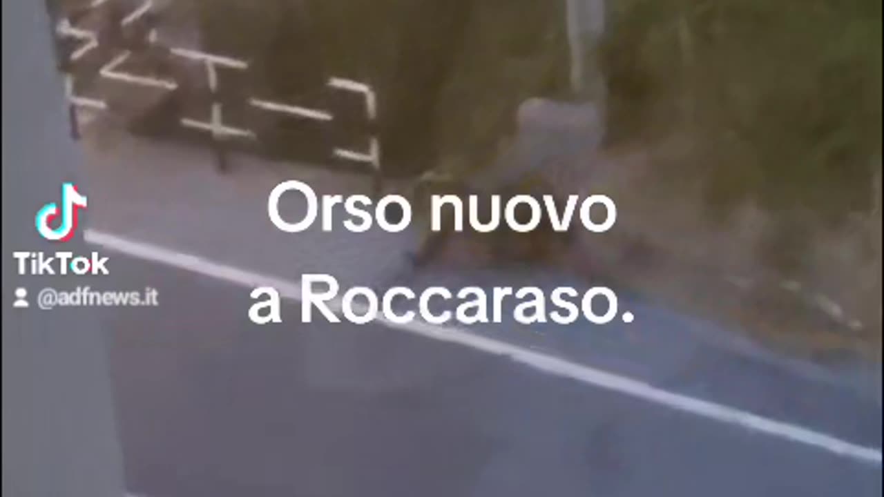 Orso per strada in Italia