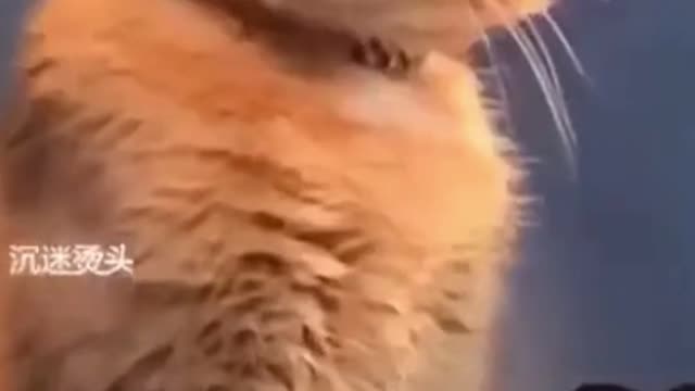 Cat Mood - Funny Cat video #Shorts