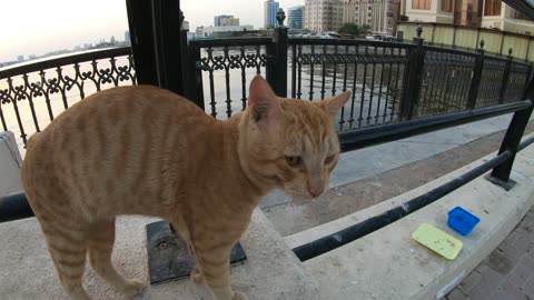 ED SHEERAN & MICHAEL JACKSON - Homeless cats in Ras Al Khaimah, UAE #cat #EdSheeran #MichaelJackson