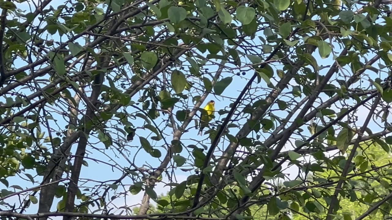 Spotted a singing Golden Finch at the park