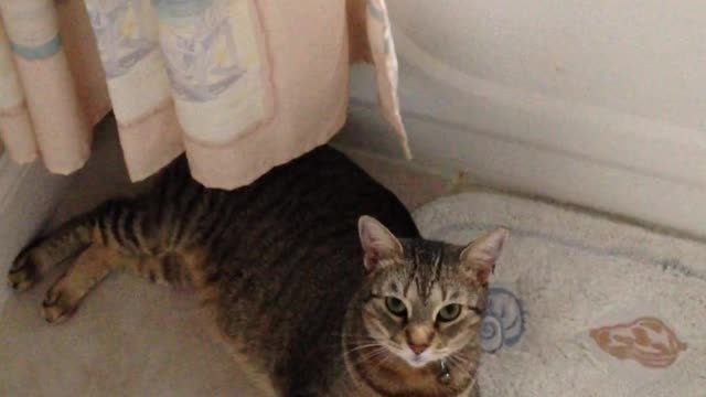 Cute Cat will make you happy