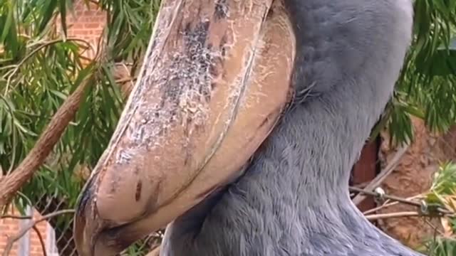 The confused behavior of animals