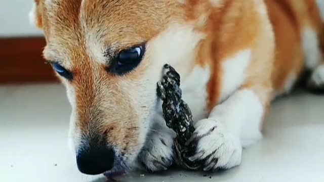 The greatest joy a dog can bring to a person is