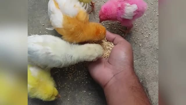 This is not a Angry Birds it's Chicken Birds