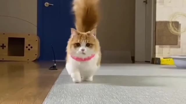 Best animal video || funny animal || funny dog