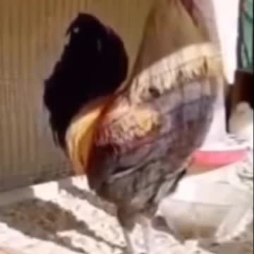 OMG this the rooster crows till faint
