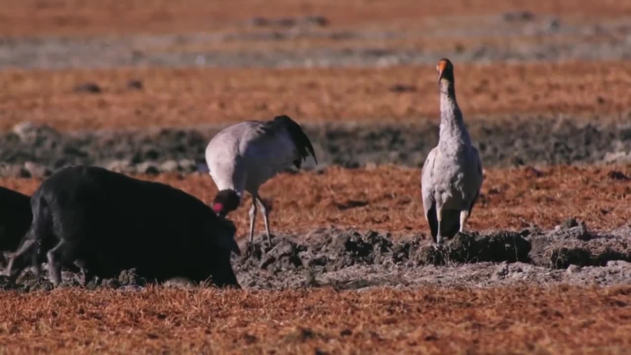 Nature Biodiversity in China Docunemtary Full HD 1080p