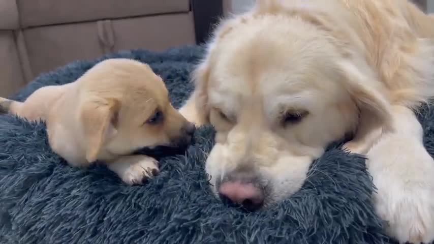 Adorable Golden Retriever Reaction to Cute Puppy