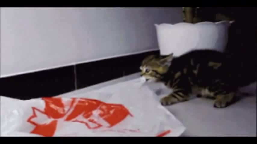 Funny laughing video