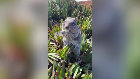 The BEST Cute and Funny Animal !