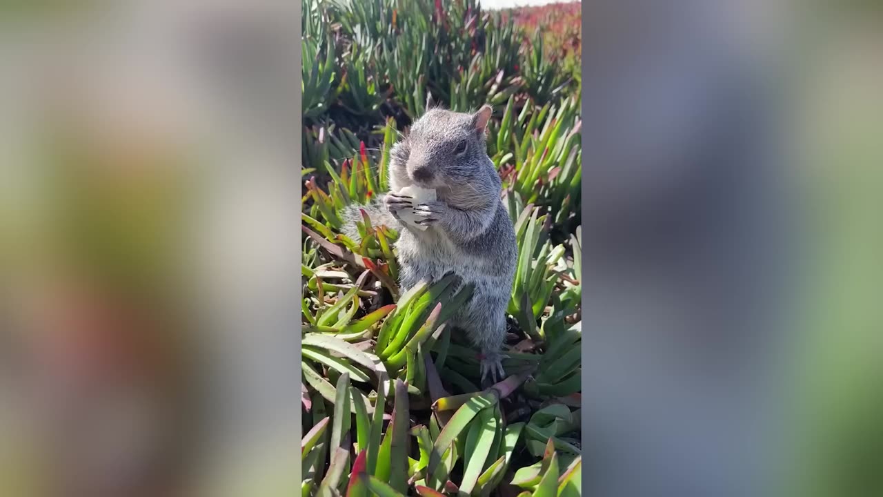 The BEST Cute and Funny Animal !