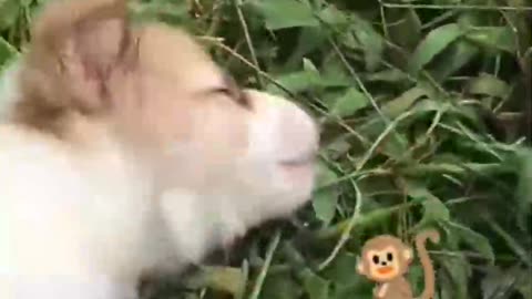 cute dog & cat fighting .so lovely animals