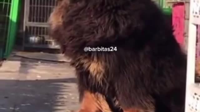 VIRAL DOG of TIK TOK TIBETAN MASTIFF