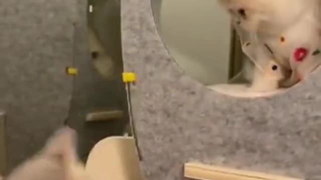 CUTE CAT