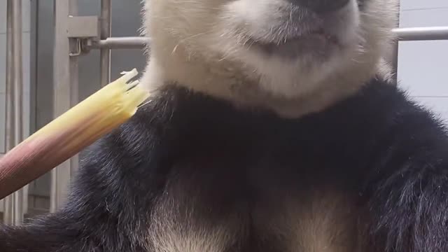 Giant Panda