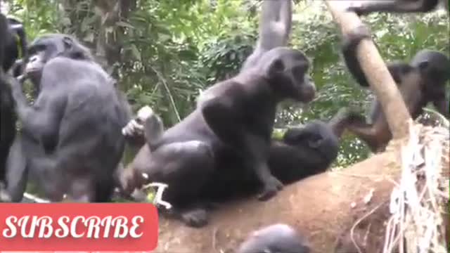 Birth of animal
