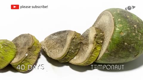 Potato Timelapse (2)