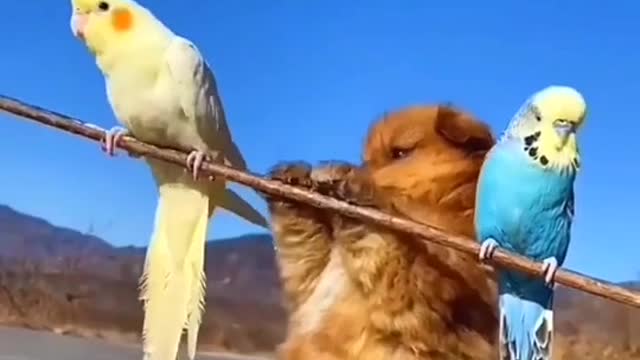 Cut dog